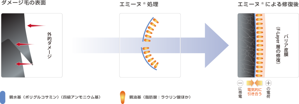 エミーヌ®の毛髪表面への吸着イメージ　ダメージ毛の表面→エミーヌ®処理→エミーヌ®による修復後